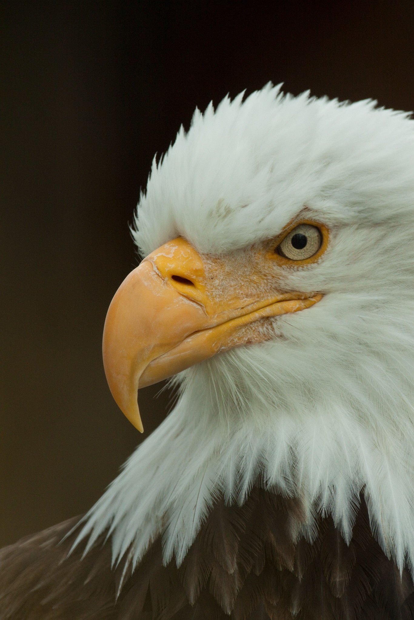 birds-alaska-org